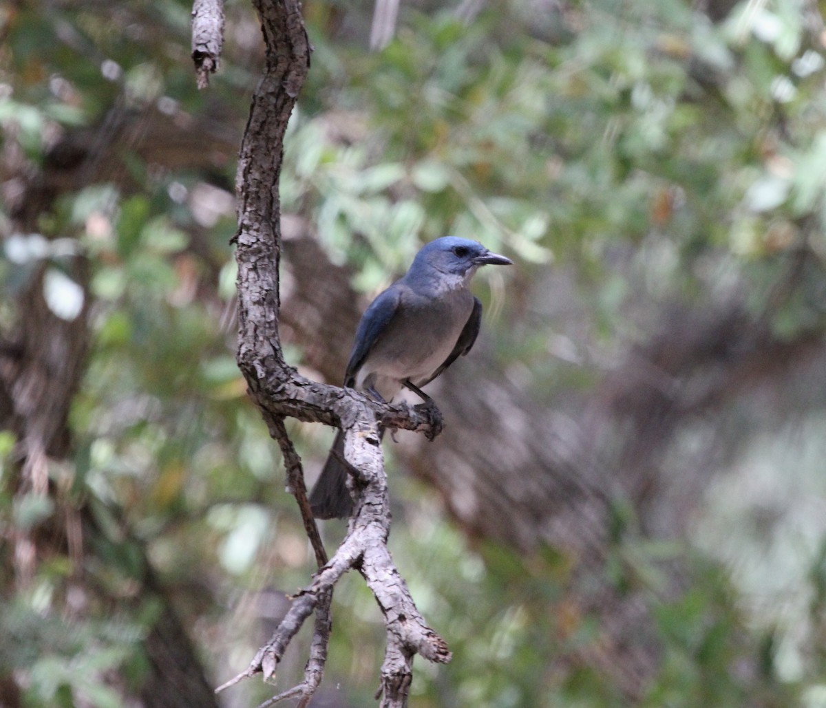 Mexican Jay - ML322524161