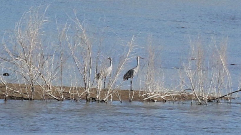 Sandhill Crane - ML322525131