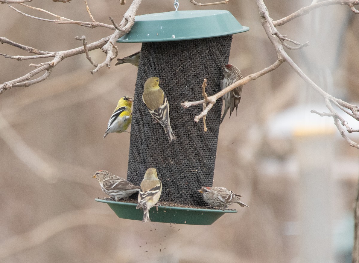 Common Redpoll - ML322525581