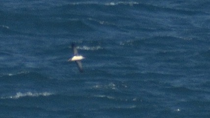 Fluttering Shearwater - Ken Tay