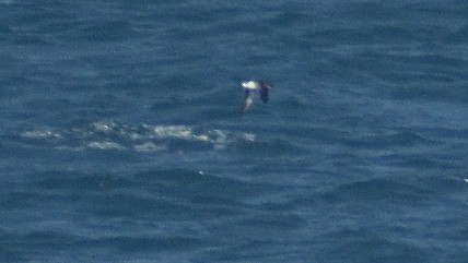 Fluttering Shearwater - Ken Tay