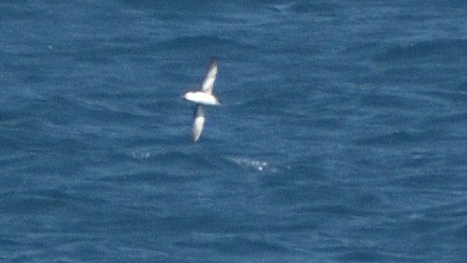 Fluttering Shearwater - Ken Tay