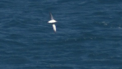 Fluttering Shearwater - ML322526461