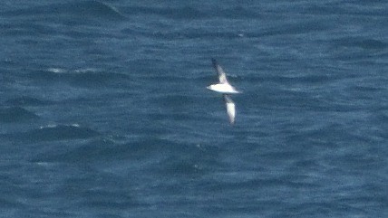 Fluttering Shearwater - ML322526471