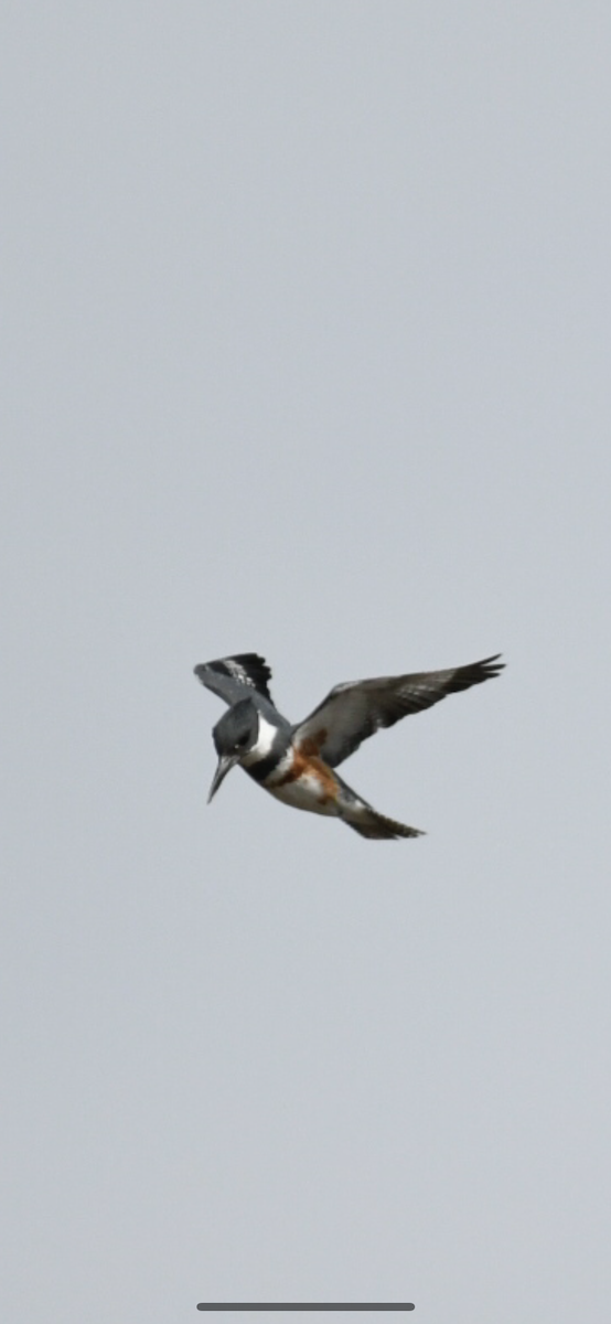 Belted Kingfisher - ML322527211