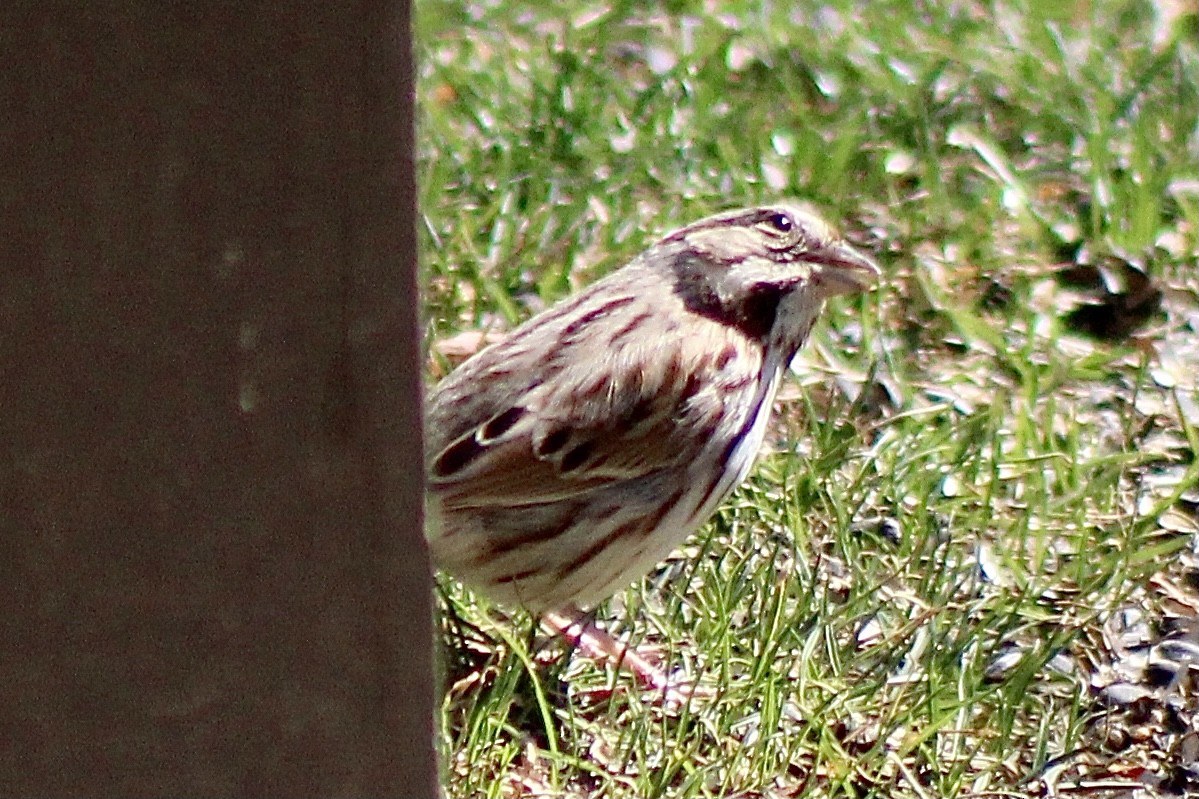 Song Sparrow - ML322528001