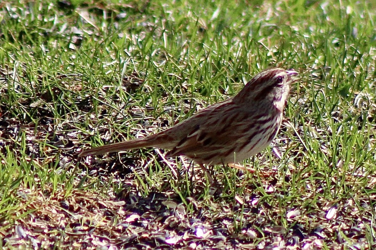 Song Sparrow - ML322528021