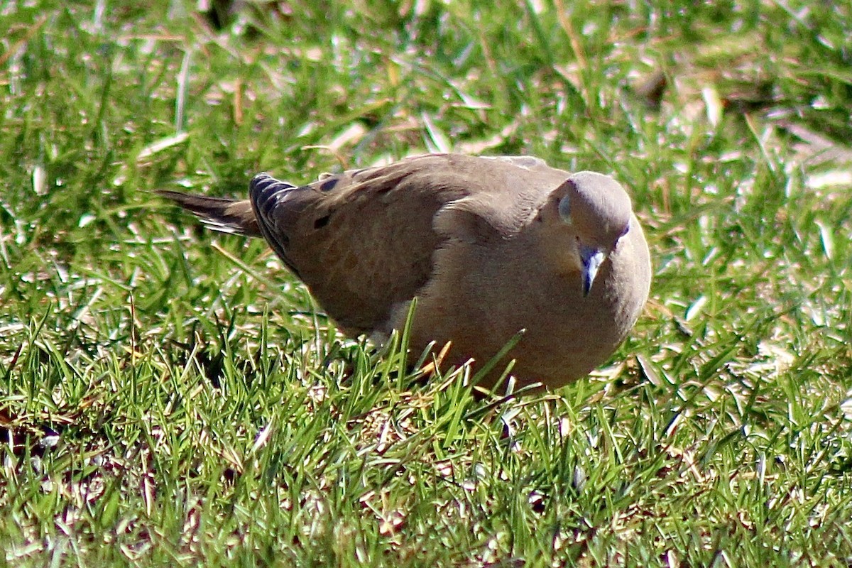 Mourning Dove - ML322528331