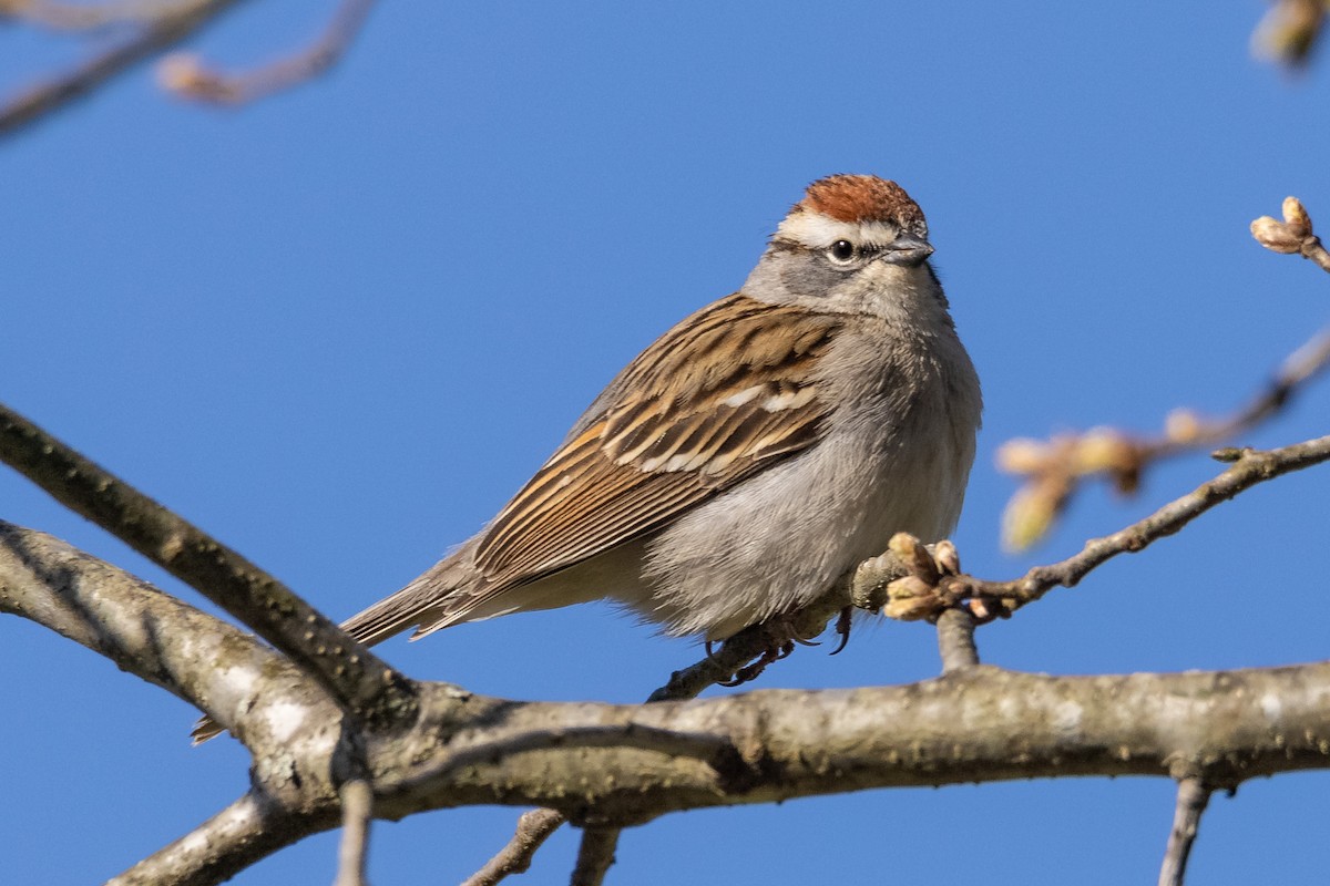 Chipping Sparrow - ML322528341