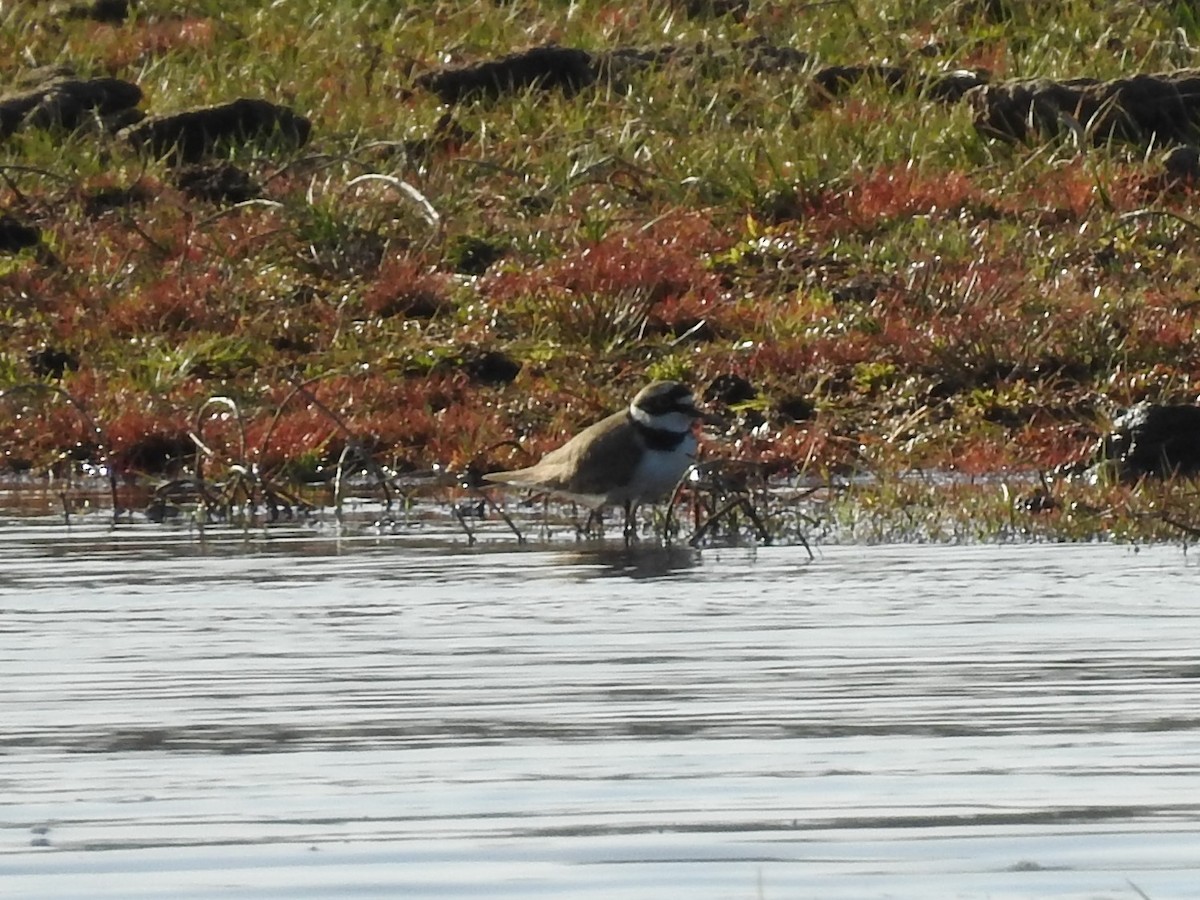 Little Ringed Plover - ML322528581