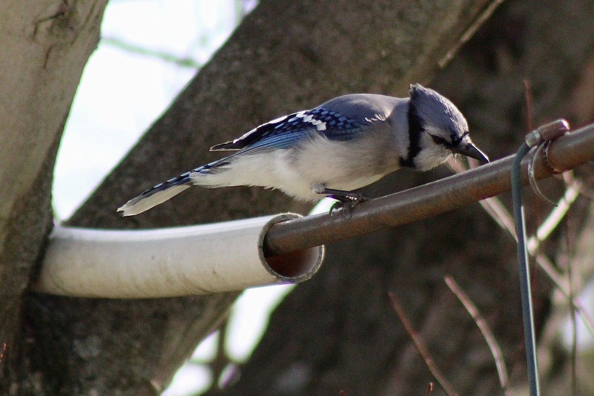 Blue Jay - ML322528661