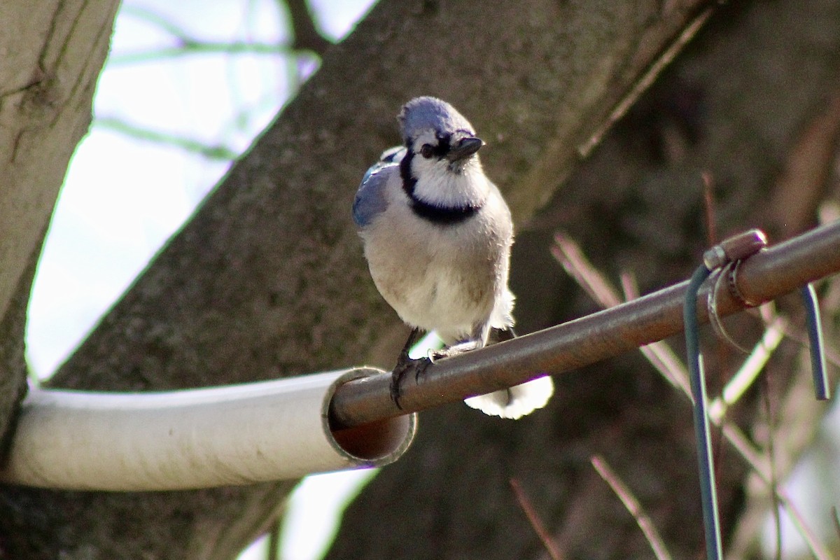 Blue Jay - ML322528671