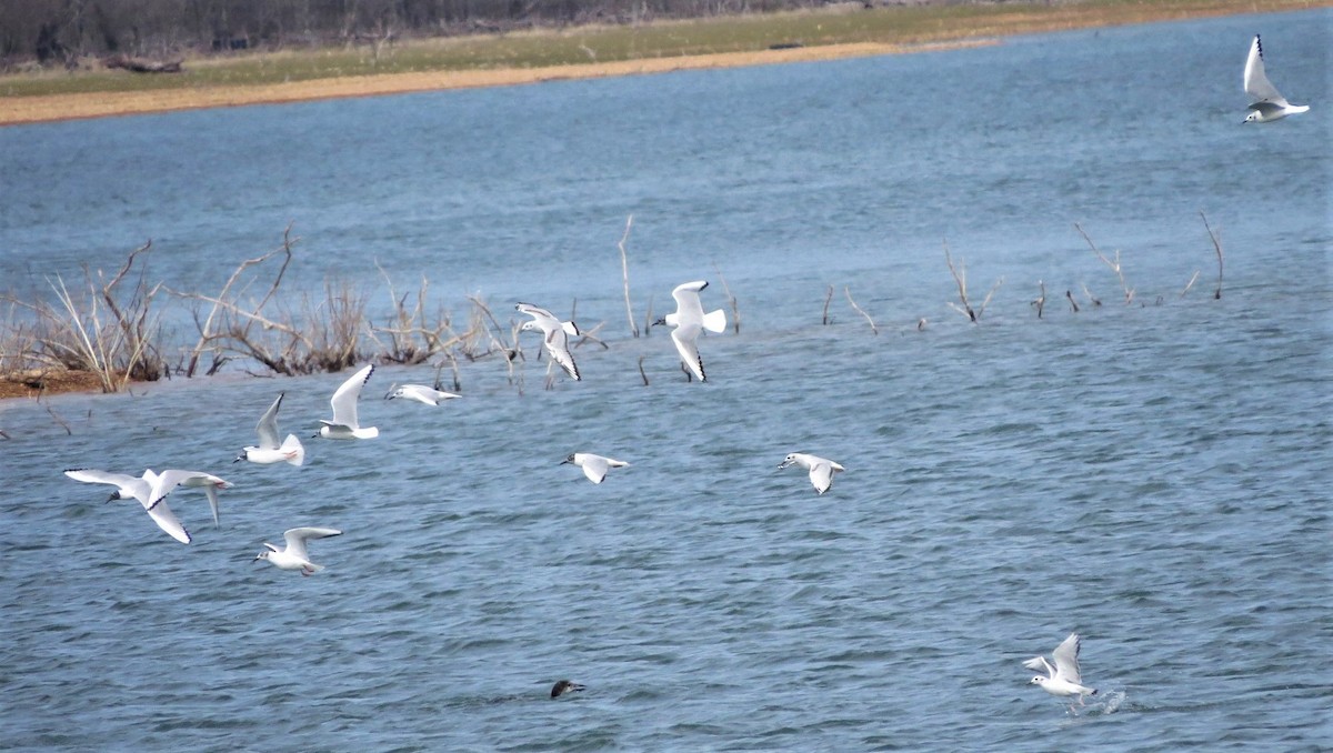 Bonaparte's Gull - ML322528951