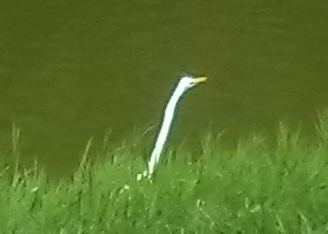 Great Egret - ML32252911