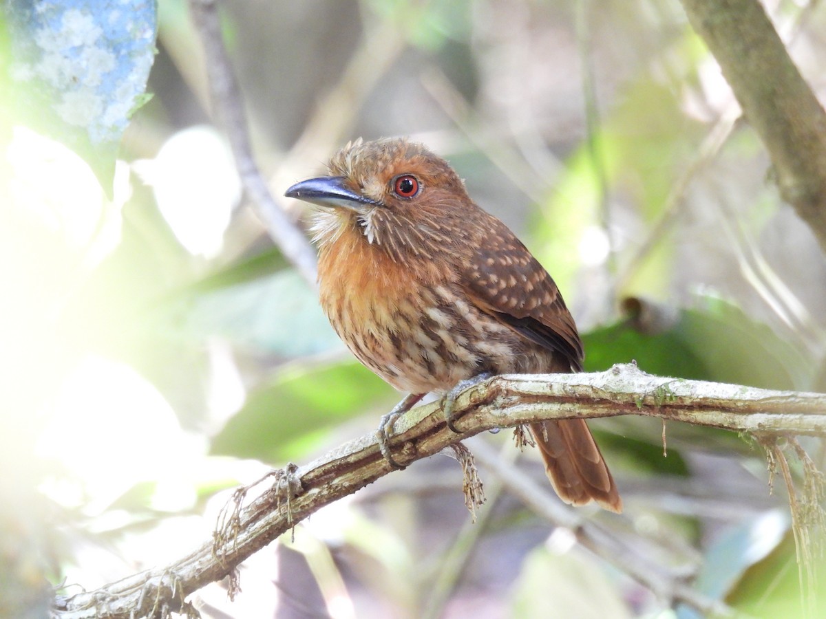 White-whiskered Puffbird - ML322531601