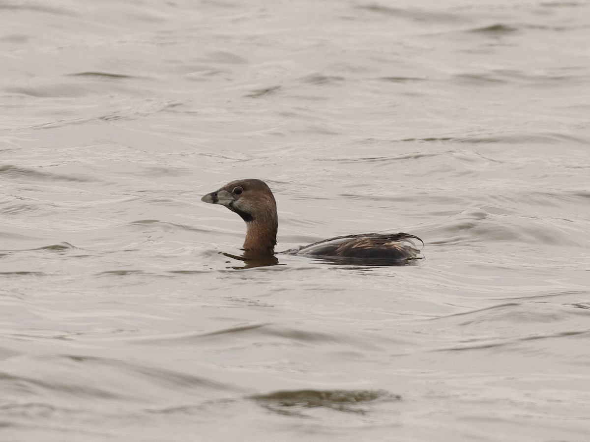 Pied-billed Grebe - ML322532141