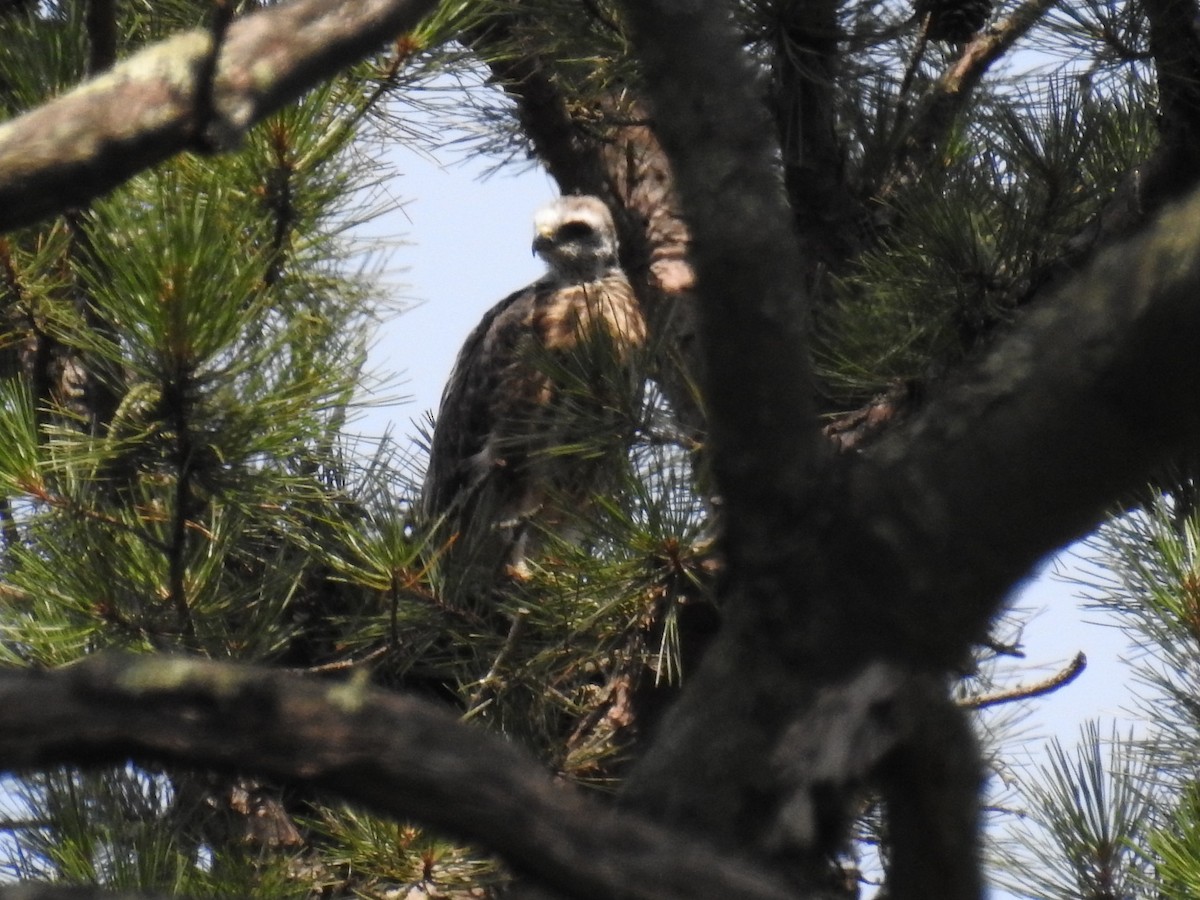 Mississippi Kite - John Gatsch