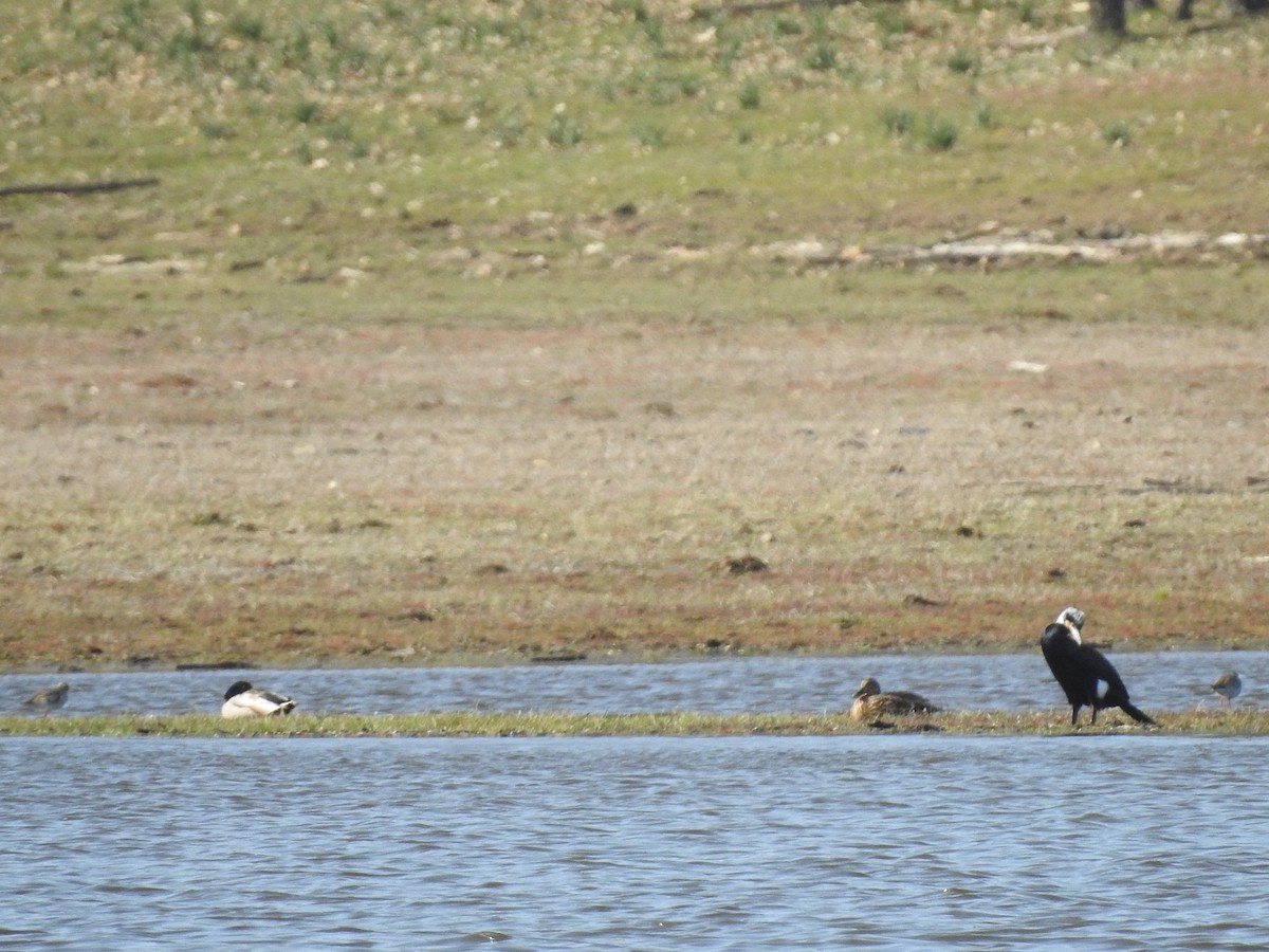 Great Cormorant - ML322532511