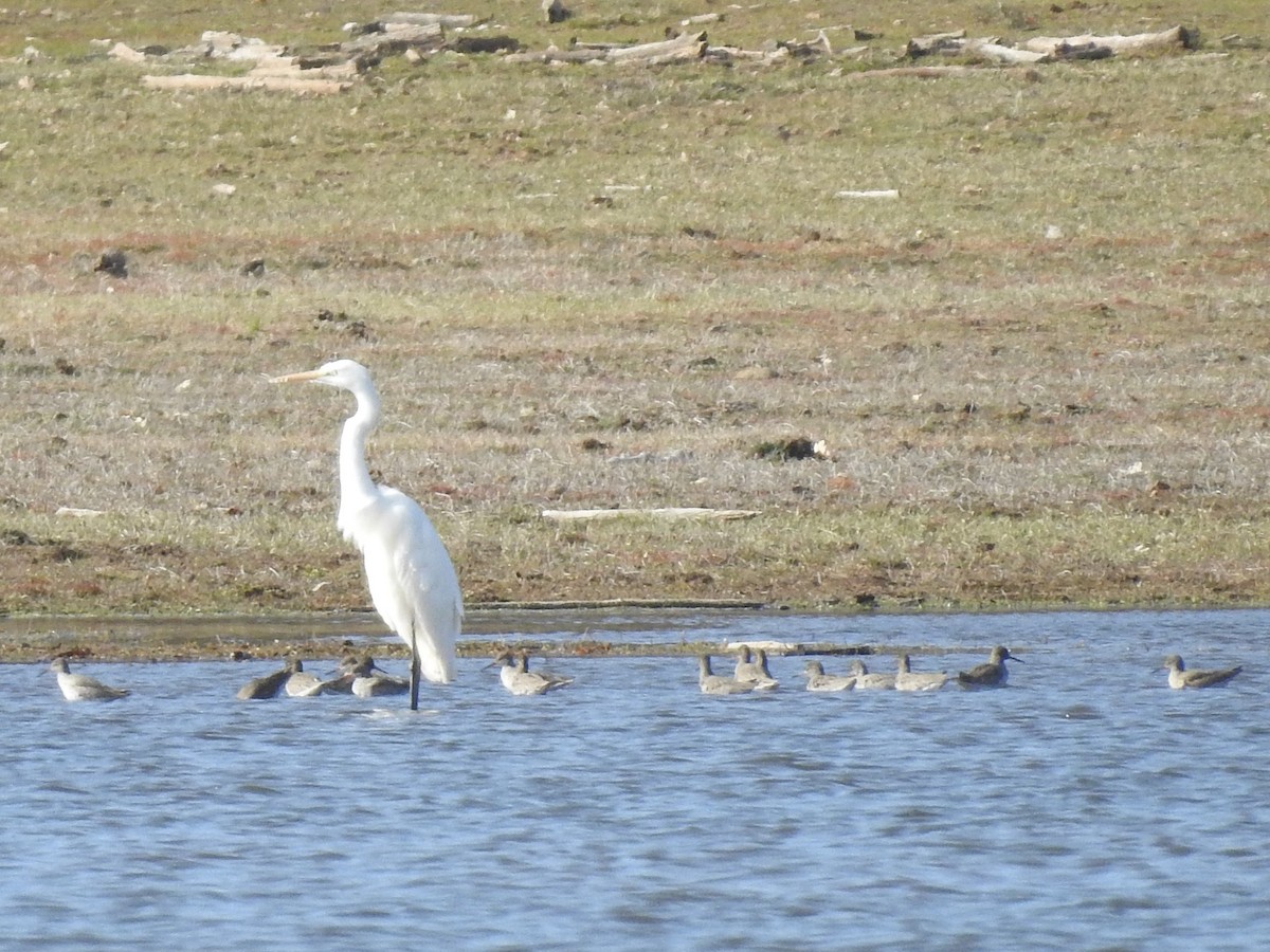 Great Egret - ML322533491