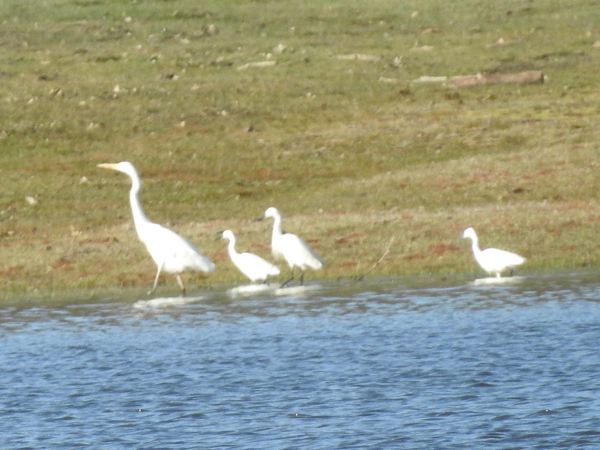 Little Egret - ML322534171