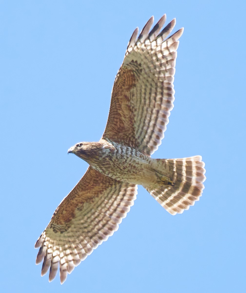 Red-shouldered Hawk - ML322534381