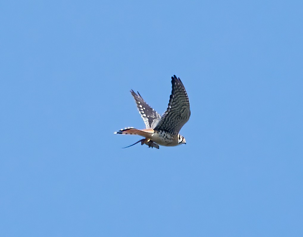 American Kestrel - ML322534541