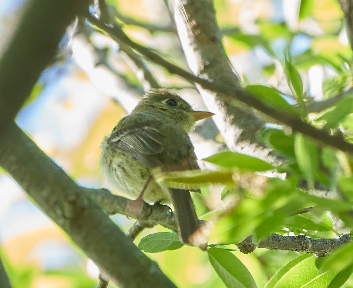 Western Flycatcher (Pacific-slope) - ML322534551