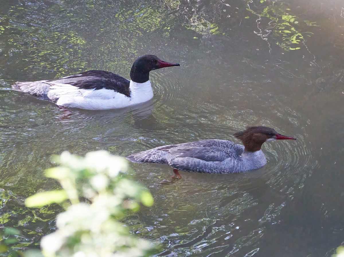 Common Merganser - ML322534861