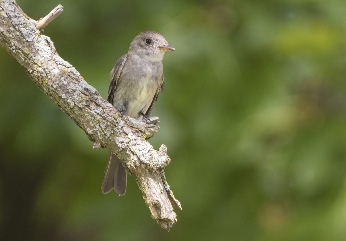 Eastern Wood-Pewee - Daniel Hosford