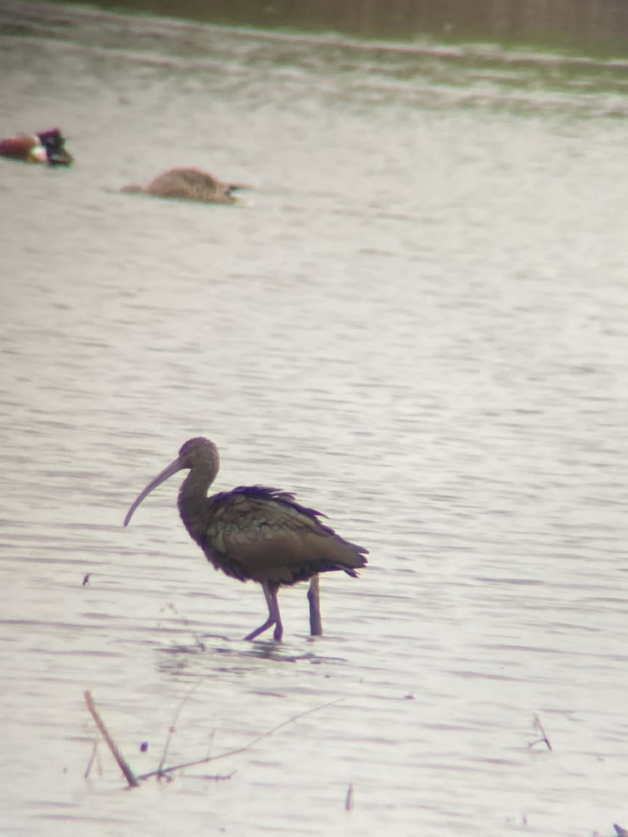 ibis americký - ML322536761