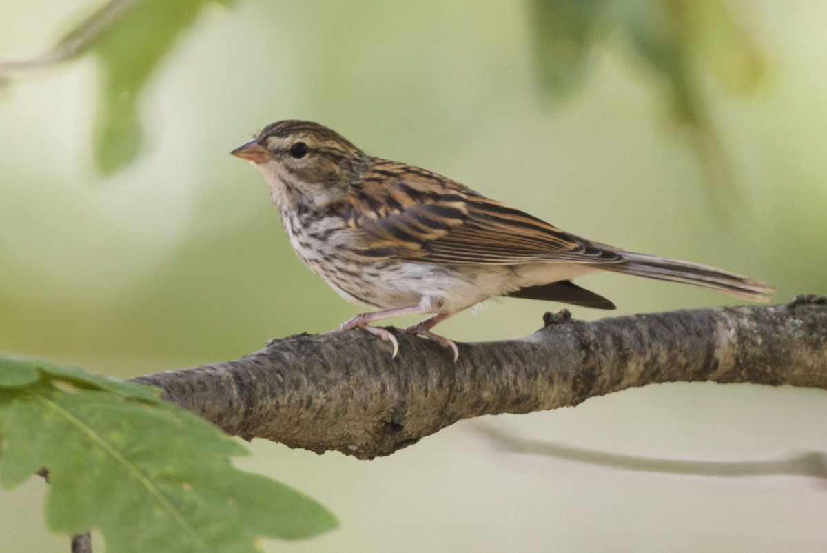 Chipping Sparrow - ML32253701