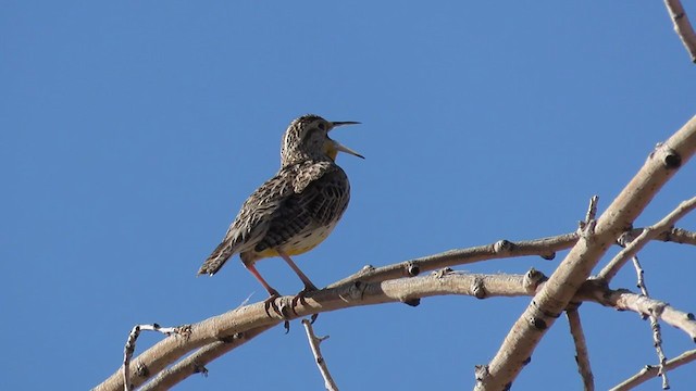 Western Meadowlark - ML322538101