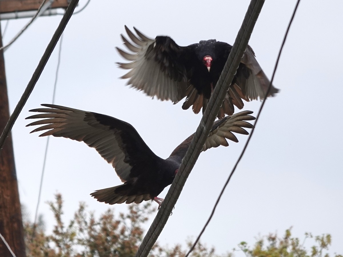 Turkey Vulture - ML322538611