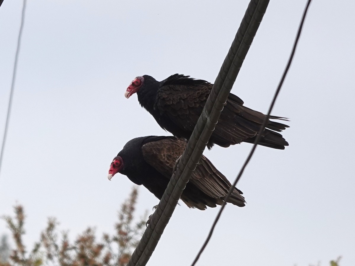 Turkey Vulture - ML322538621