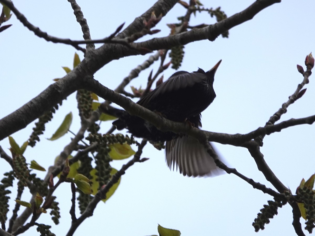European Starling - Norman Uyeda