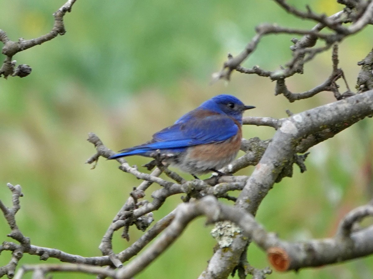 Western Bluebird - ML322539451