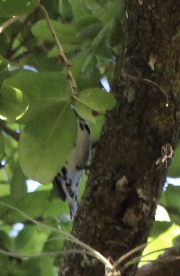 Black-and-white Warbler - ML322539461