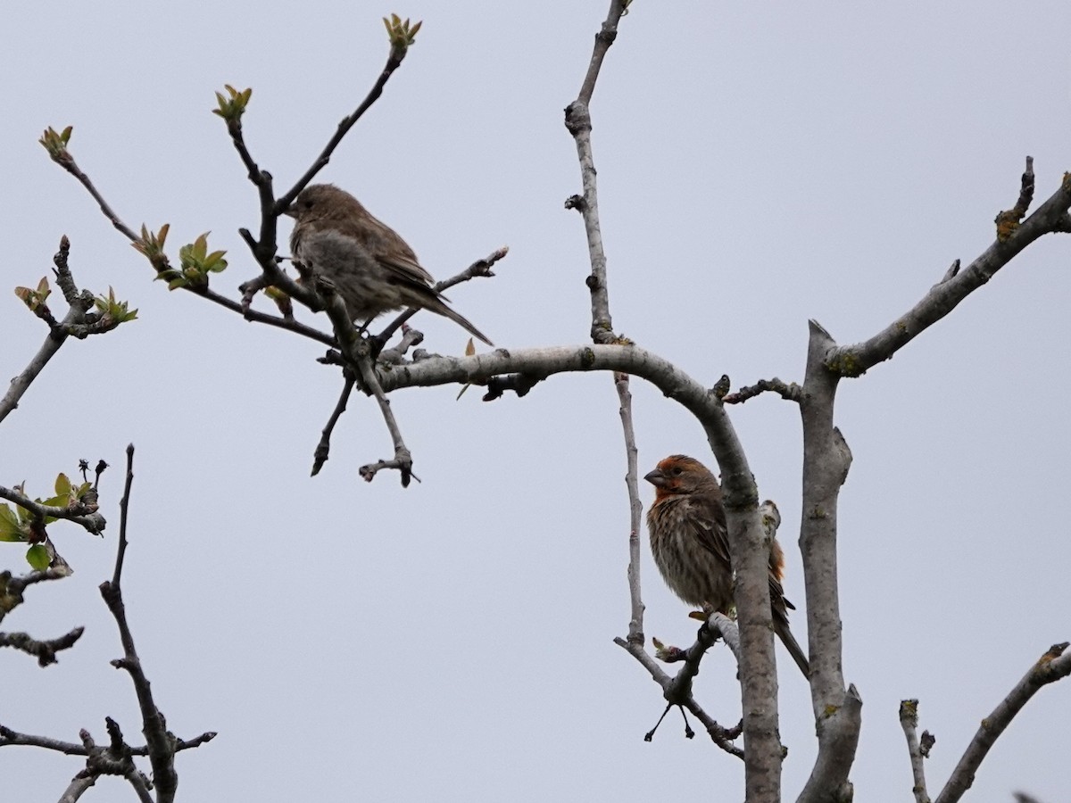 House Finch - ML322539511