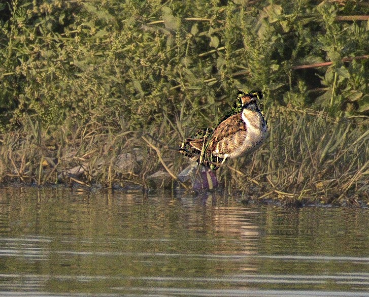 Pheasant-tailed Jacana - Ali Usman Baig