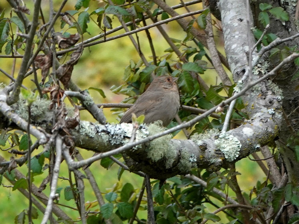 California Towhee - ML322539811