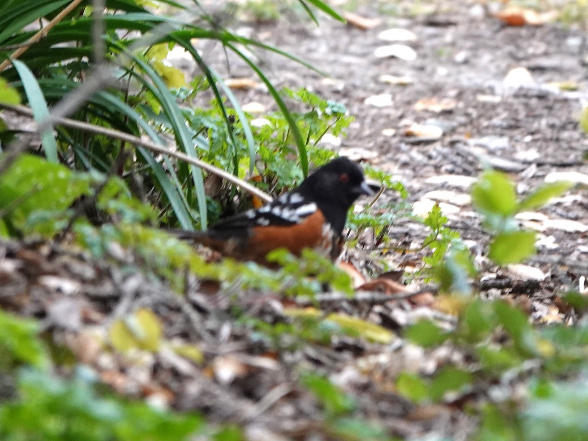 Spotted Towhee - ML322539851