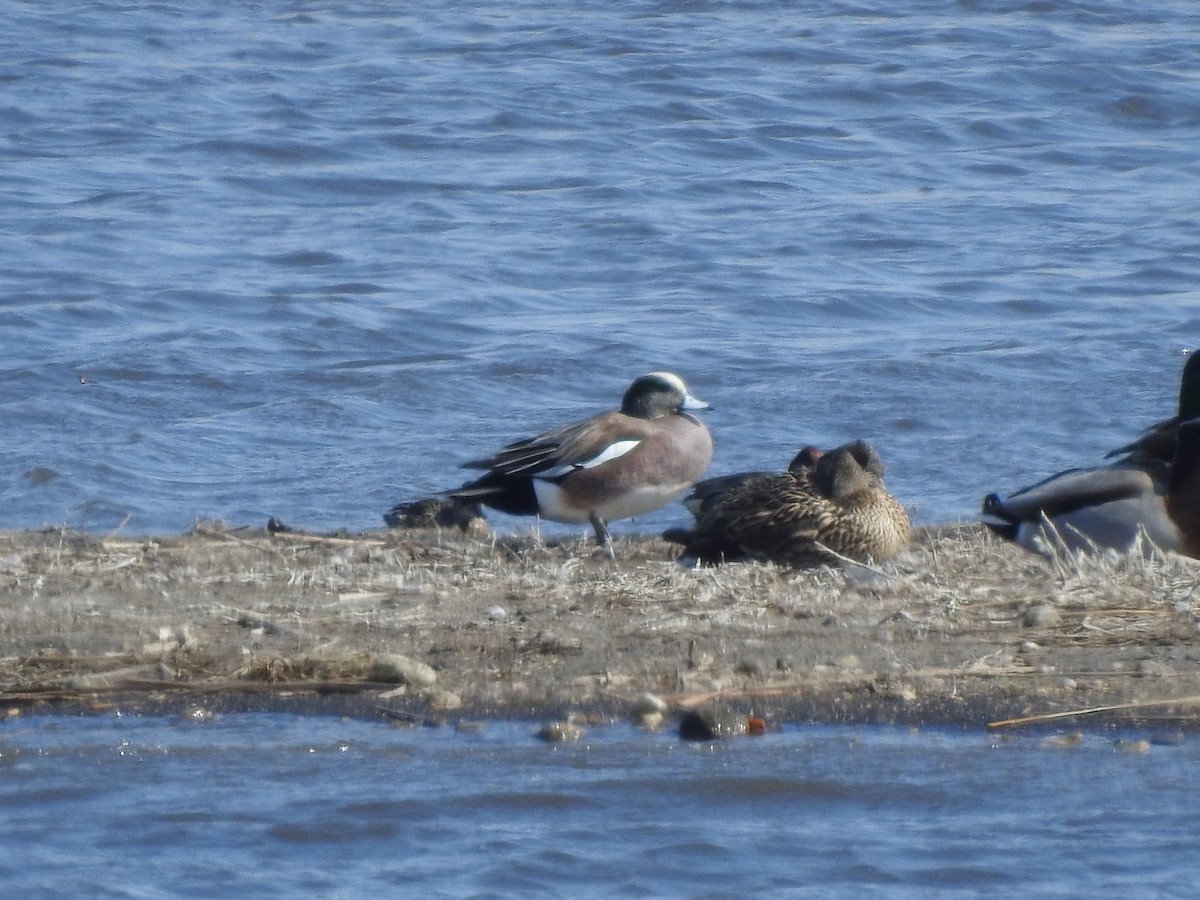 American Wigeon - ML322540281