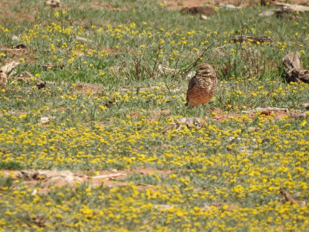 Burrowing Owl - Kevin Long