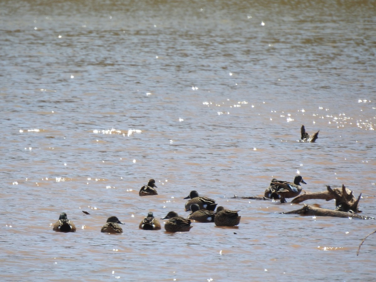 Blue-winged Teal - ML322541871