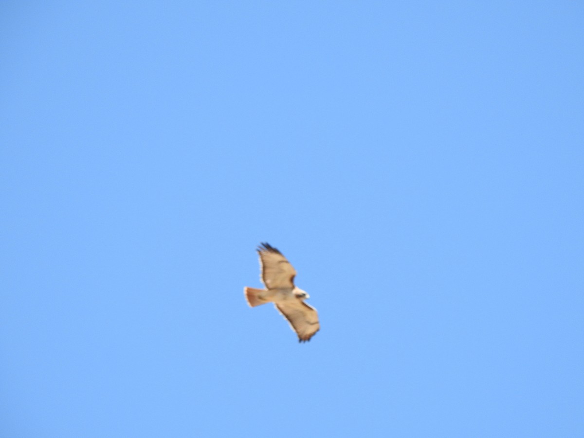 Red-tailed Hawk - Kevin Long