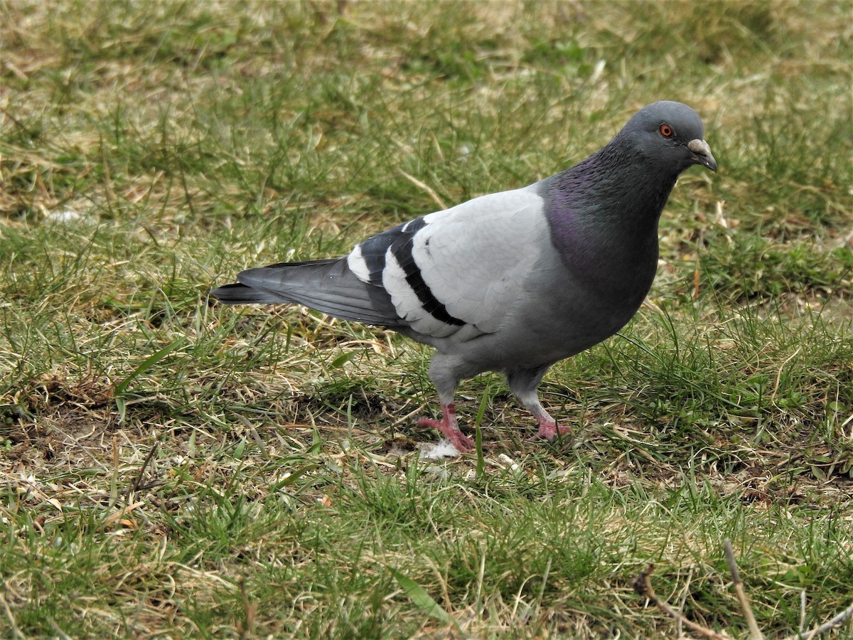 Rock Pigeon (Feral Pigeon) - Jim Walton