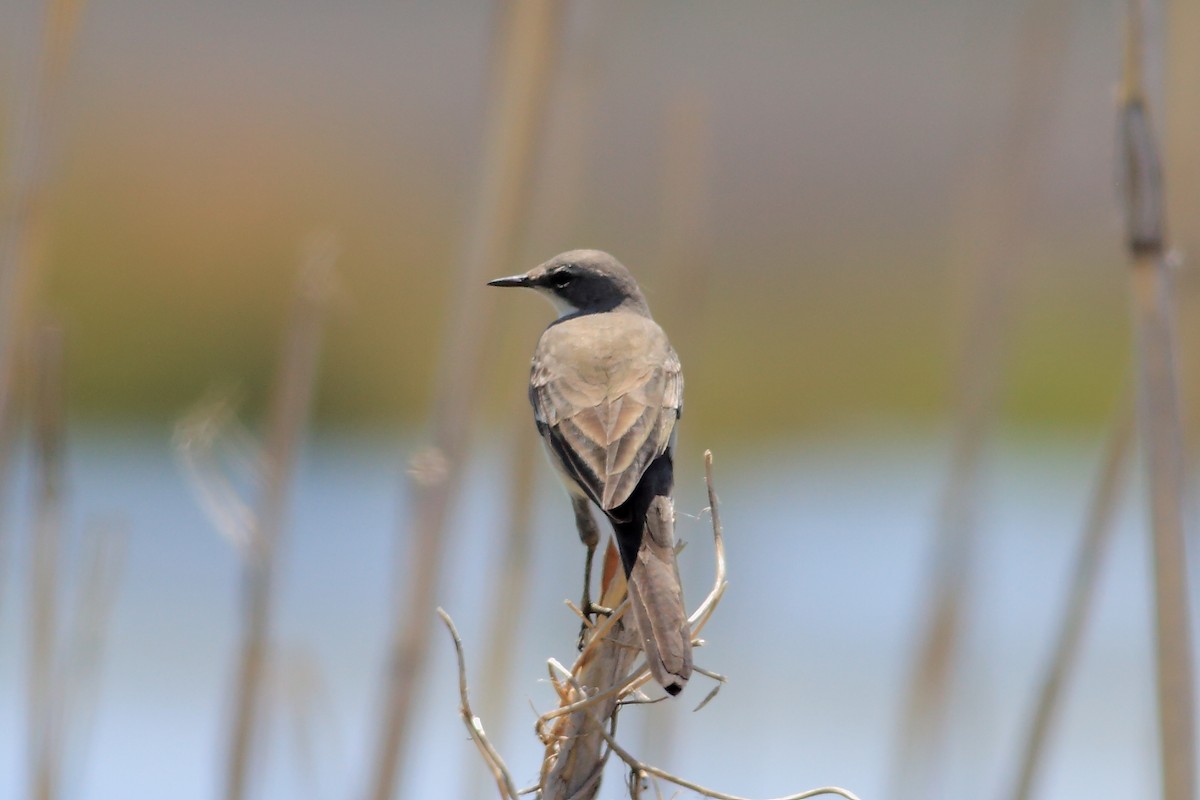 Cape Wagtail - ML322543581