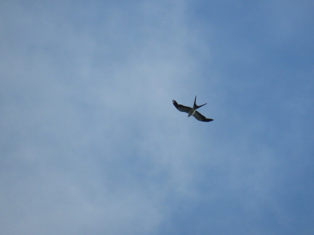Swallow-tailed Kite - ML32254741