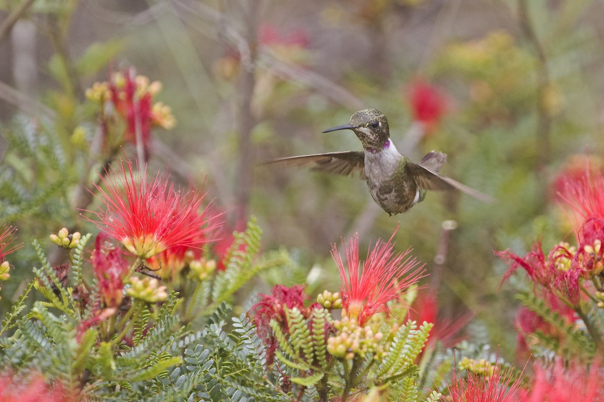 Amethyststernkolibri - ML322552411