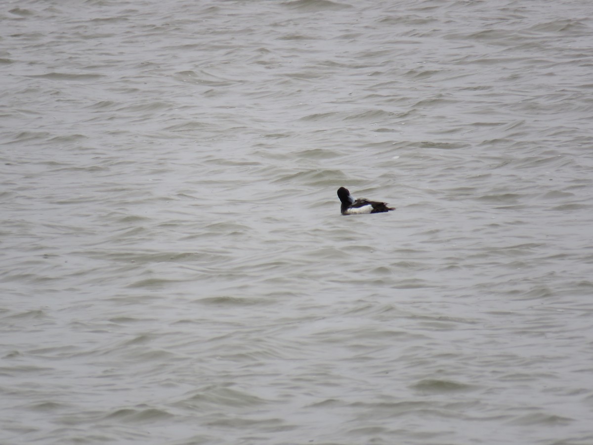 Greater Scaup - Ed Wallace